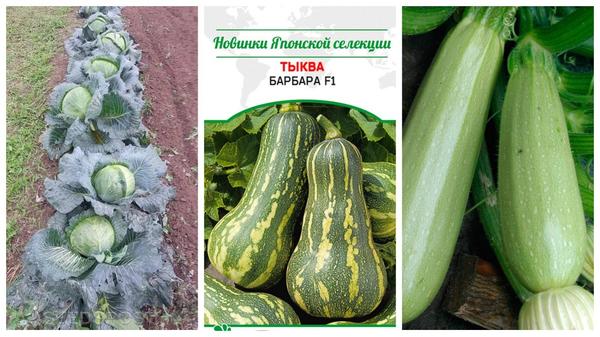 Овощные новинки, о которых хорошо отзываются огородники. Фото с сайта seedspost.ru