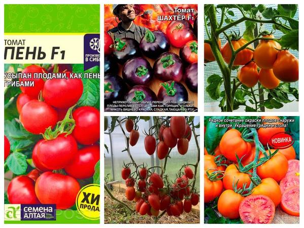 Семена томатов покупатели название семян перец