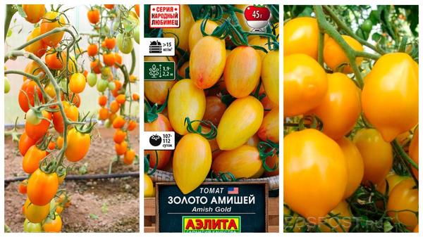 Эти томаты впечатлили огородников высокой урожайностью. Фото с сайта seedspost.ru