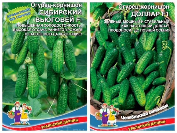 Партенокарпические гибриды от компании "Уральский дачник" - огурцы-корнишоны 'Сибирский Вьюговей' F1 и 'Доллар' F1. Фото с сайта seedspost.ru