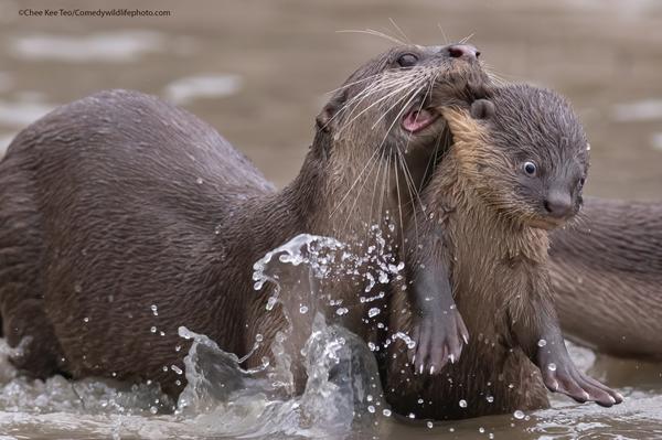 Chee Kee Teo, фото "Time for school". Источник