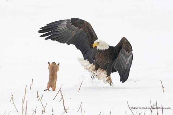 Arthur Trevino, фото "Ninja Prairie Dog!". Источник