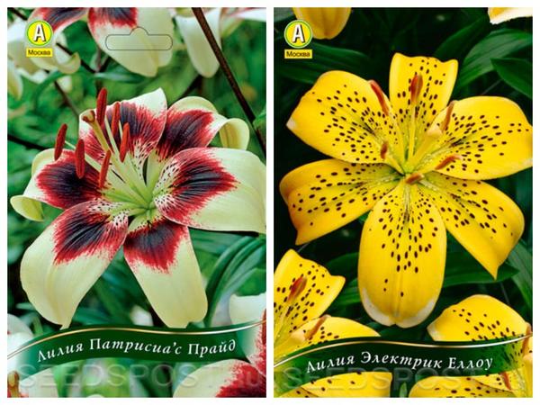 Сорта восточных лилий: названия сортов с фото и отзывами - выбирайте лучшие варианты для сада