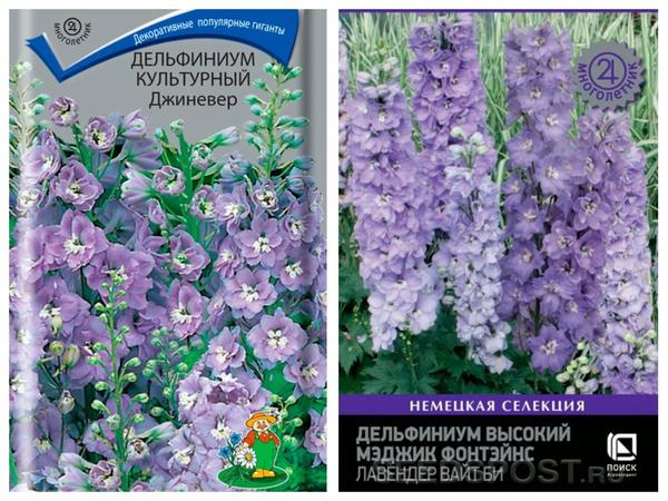 Delphiniums 