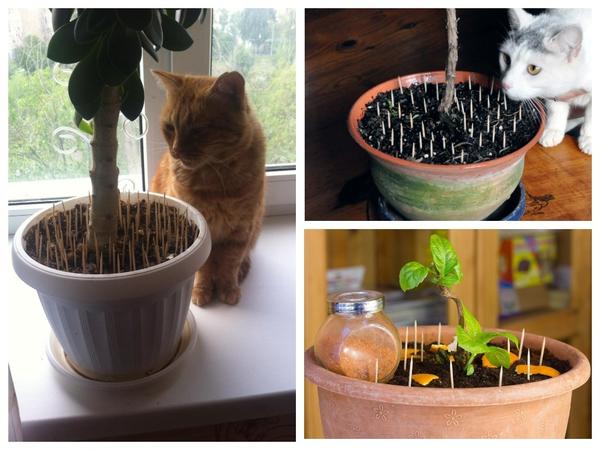 Кот не пройдет: как защитить от кошек рассаду, грядки и цветники