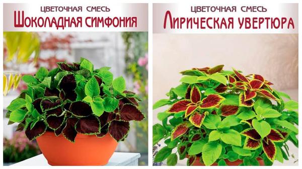 Интересные дуэты от компании 