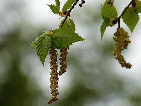 Для заготовки годятся молодые клейкие березовые листочки