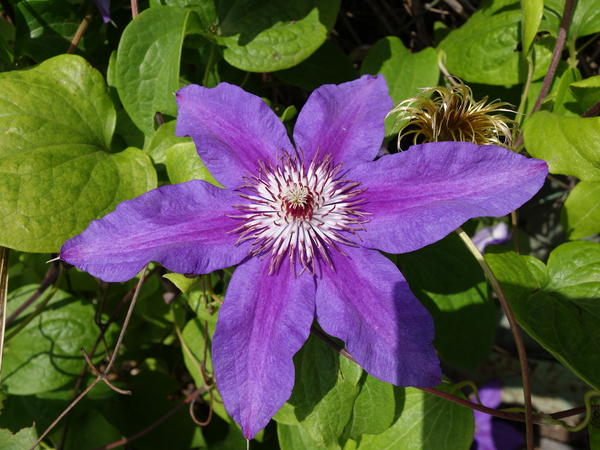 Красавцы клематисы нуждаются в зимнем укрытии
