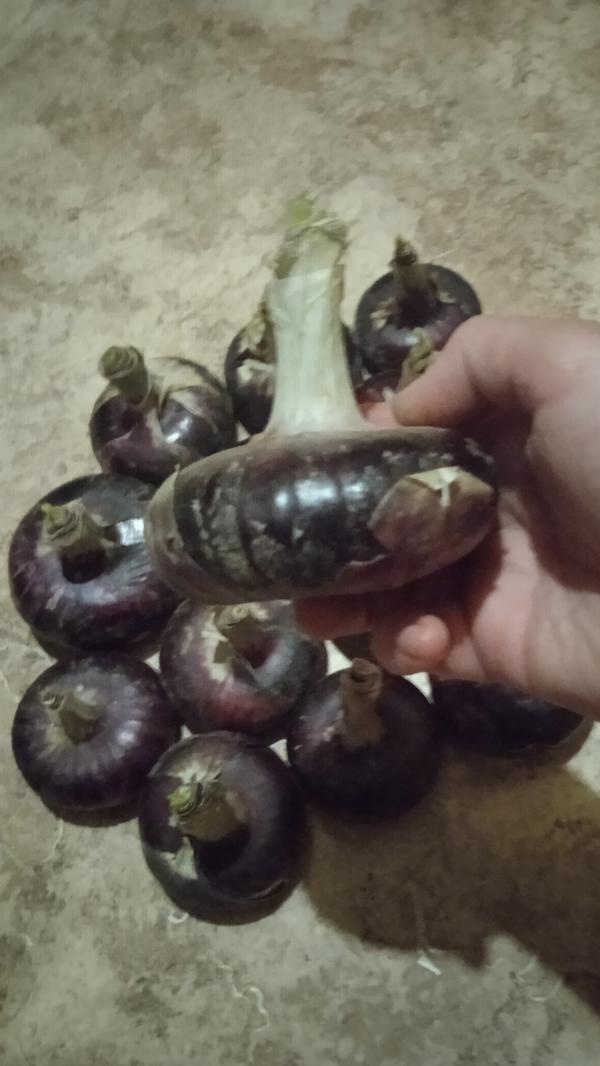 Луковица плоская, все как положено))