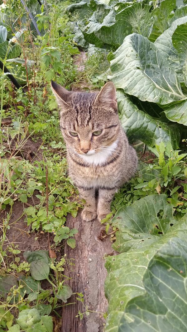 А вот этому &quot;дворянину&quot; вряд ли удастся дом найти, живет у нас пока
