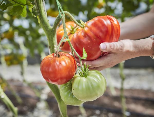 Мясистые биф томаты: выбираем крупные сорта
