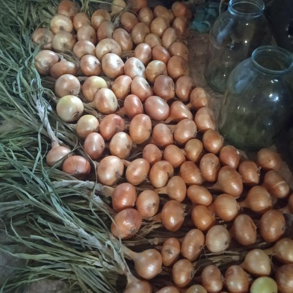 Небольшой кусочек нынешнего урожая - ждет, когда у меня руки дойдут косы заплести