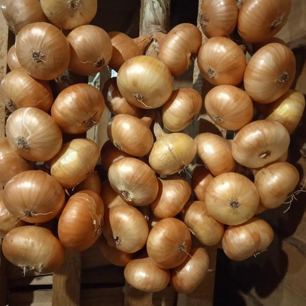 Часть лукового урожая