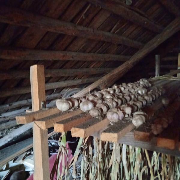 Чеснок на чердаке