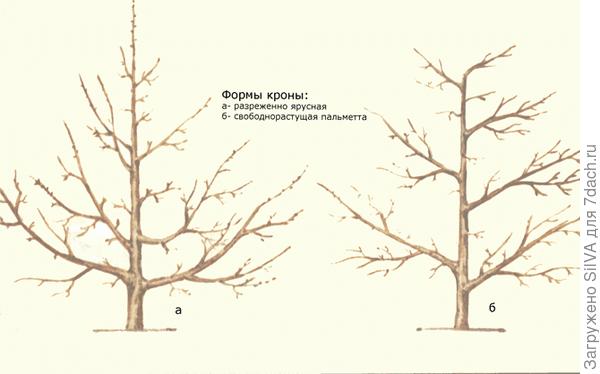 Форма кроны дерева груши. Фото с сайта nasotke.ru