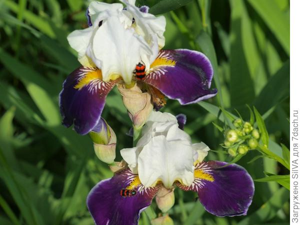 ирис с жучками