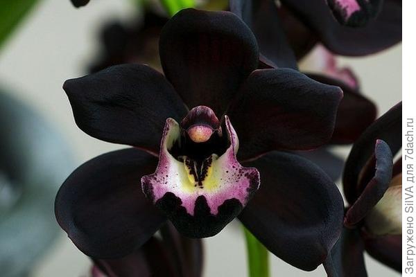 черные орхидеи вида Cymbidium Kiwi Midnight.
