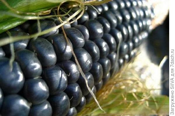 Сорт кукурузы фиолетовой Хопи