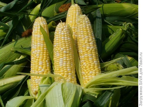 Сорт кукурузы Спирит