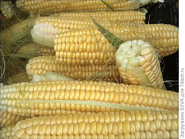 Сорт кукурузы Добрыня