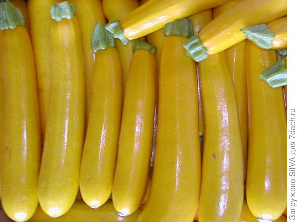 сорт цуккини золотинка