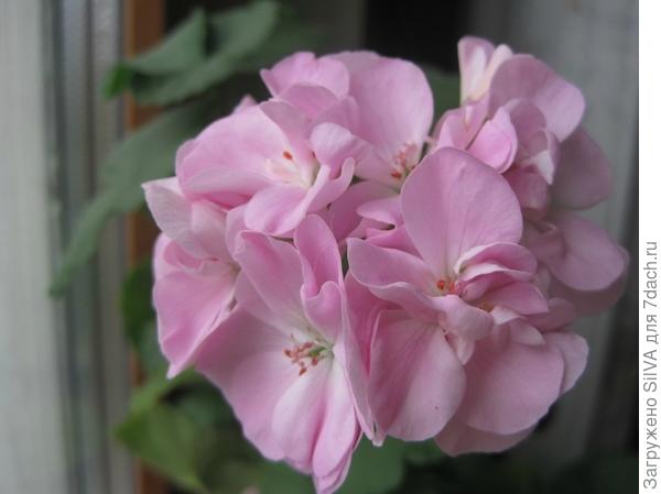 Lady Ilchester