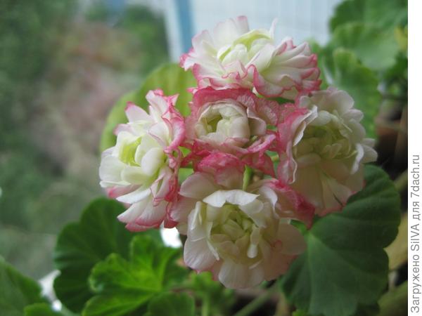 сорт Appleblossom Rosebud