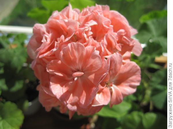 Marbacka Rose