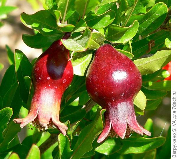 Плоды граната(Punica) Плоды граната(Punica)