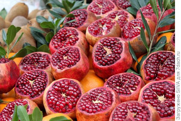 Punica Punica
