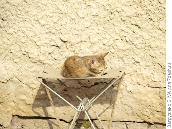 котейка на стуле