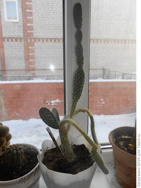 Кактус