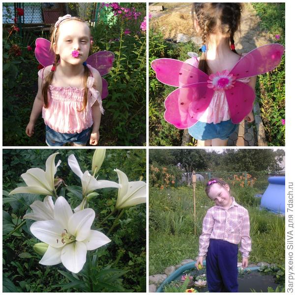 бабочки у пруда