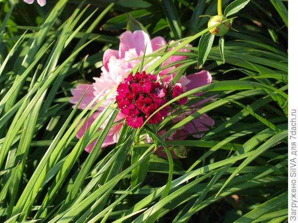 пион + гвоздика