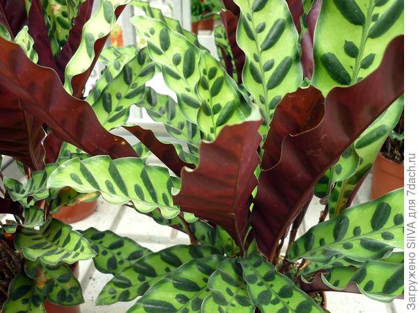 CALATHEA INSIGNIS CALATHEA INSIGNIS