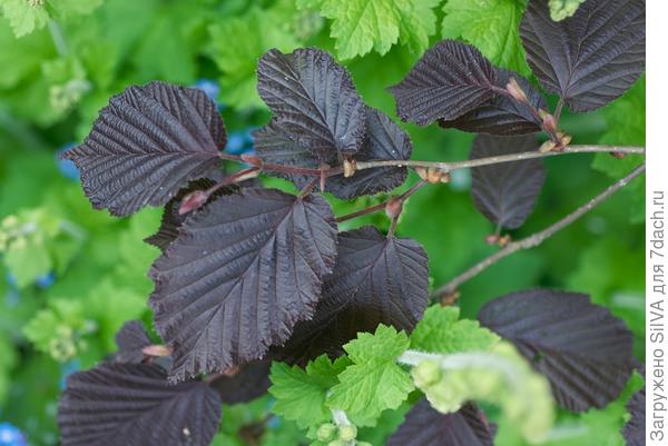 береза сорта Purpurea (фото Яндекс поиск)