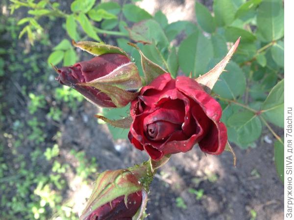 Роза чайная бордо