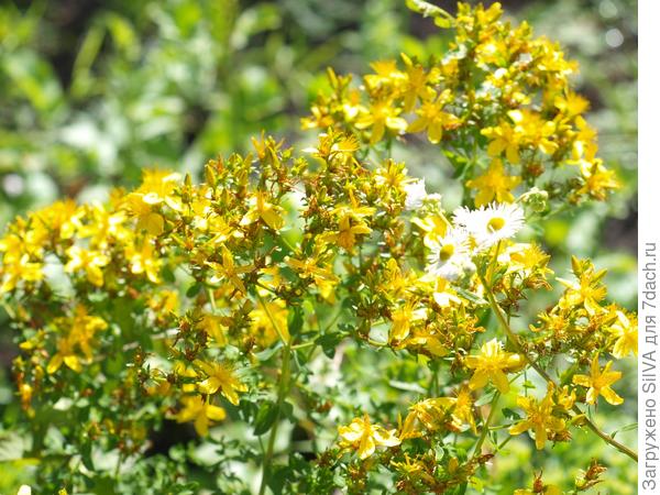 зверобой продырявленный