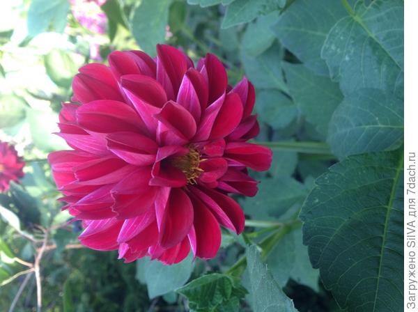 Красный георгин