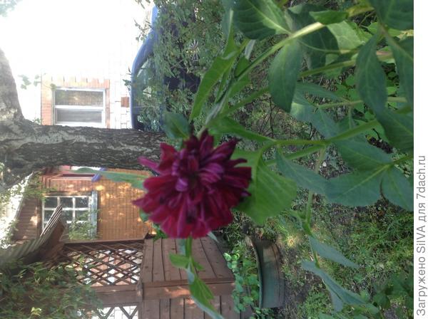 Бордовый георгин