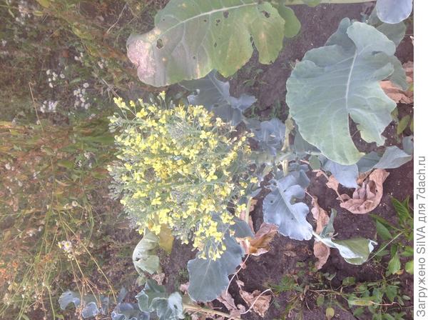 Китайская капуста