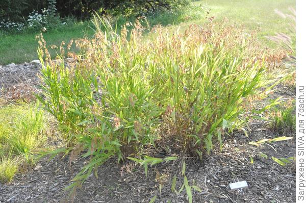 Chasmanthium latifolium