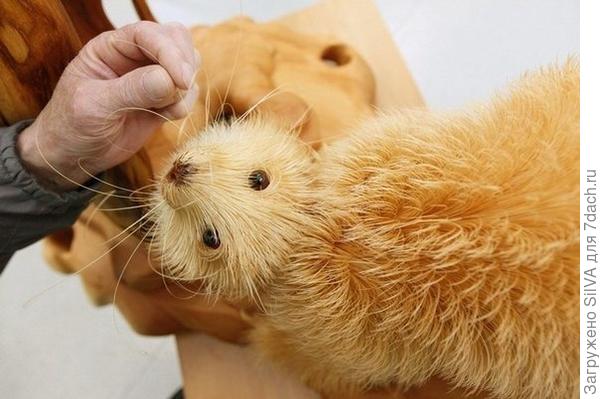 Деревянная куница