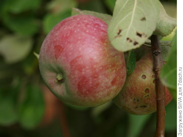 Летние яблоки с кислинкой
