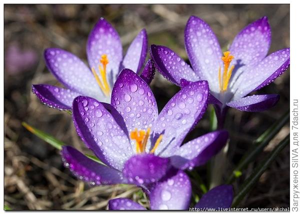 первоцветы