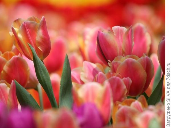 самый желанный букет к 8 марта