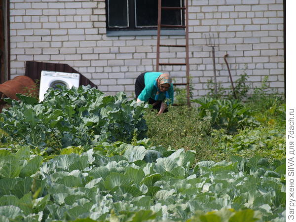 царство овощных грядок