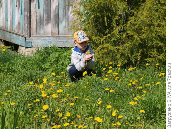засилье одуванчиков