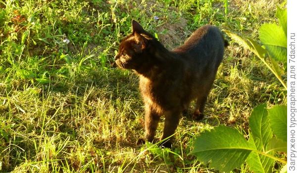 Хорошо на даче летом!