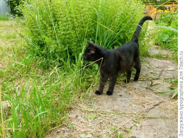 Хорошо на даче летом!